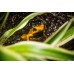 Rana Flecha  - Phyllobates Terribilis